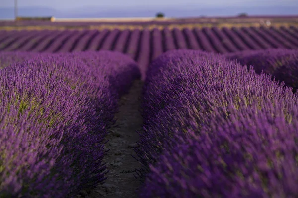 Цветущее лавандовое поле в летнем пейзаже около Валенсоле. Provence, France — стоковое фото