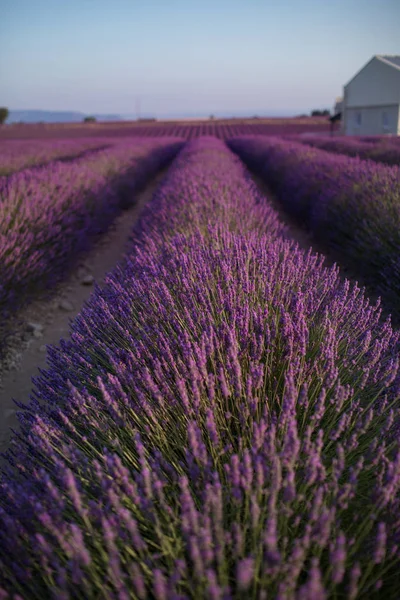 Цветущее лавандовое поле в летнем пейзаже около Валенсоле. Provence, France — стоковое фото