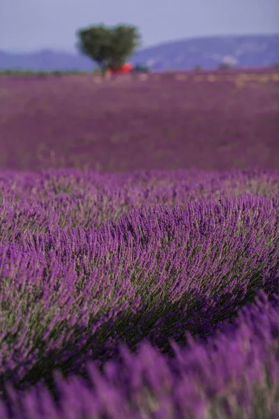 Campo de flores de lavanda en el paisaje de verano cerca de Valensole. Provenza, Francia — Foto de Stock