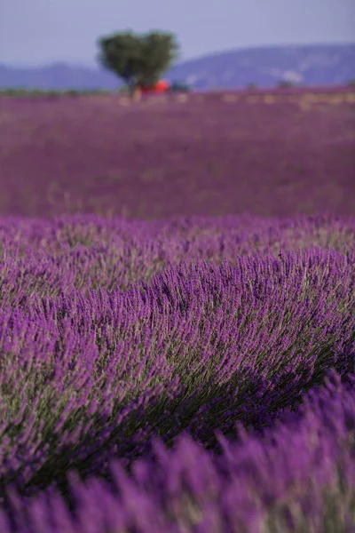 Kvetoucí levandulové pole v letní krajině nedaleko Valensole. Provence, Francie — Stock fotografie