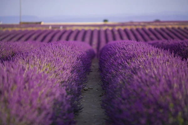 Valensole yakınlarındaki yaz manzara çiçek mor lavanta alanı. Provence, Fransa — Stok fotoğraf