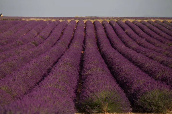 Valensole yakınlarındaki yaz manzara çiçek mor lavanta alanı. Provence, Fransa — Stok fotoğraf