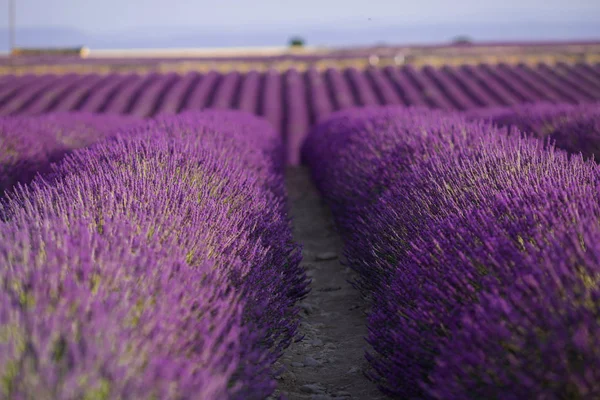 V letní krajině poblíž Valensole kvete purpurové levandulové pole. Provence, Francie — Stock fotografie