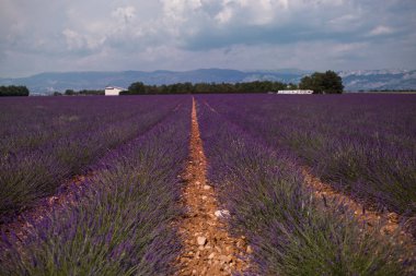 Valensole yakınlarındaki yaz manzara çiçek mor lavanta alanları. Provence,Fransa 2019