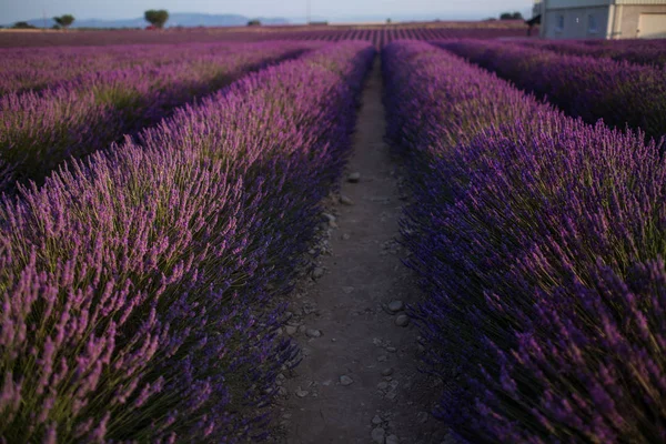 V letní krajině poblíž Valensole kvete purpurové levandulové pole. Provence, Francie — Stock fotografie