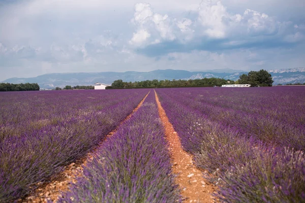 V letní krajině poblíž Valensole kvete purpurové levandulové pole. Provence, Francie — Stock fotografie