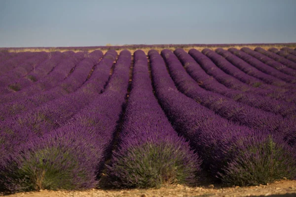 Virágzás lila levendula mező a nyári táj közelében Valensole. Provence, Franciaország — Stock Fotó