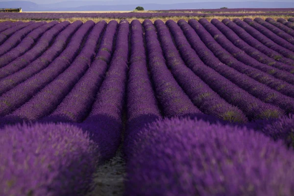 V letní krajině poblíž Valensole kvetou purpurová levandulová pole. Provence, Francie 2019 — Stock fotografie