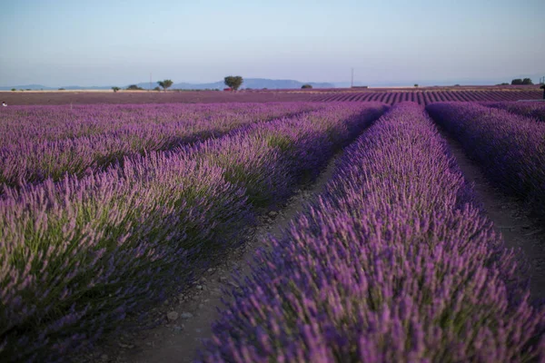 V letní krajině poblíž Valensole kvetou purpurová levandulová pole. Provence, Francie 2019 — Stock fotografie