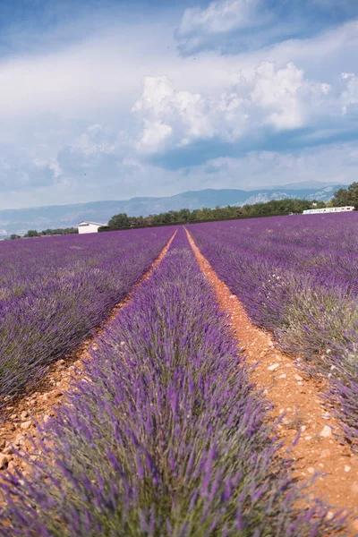 Fiori viola campi di lavanda nel paesaggio estivo vicino Valensole. Provenza, Francia 2019 — Foto Stock