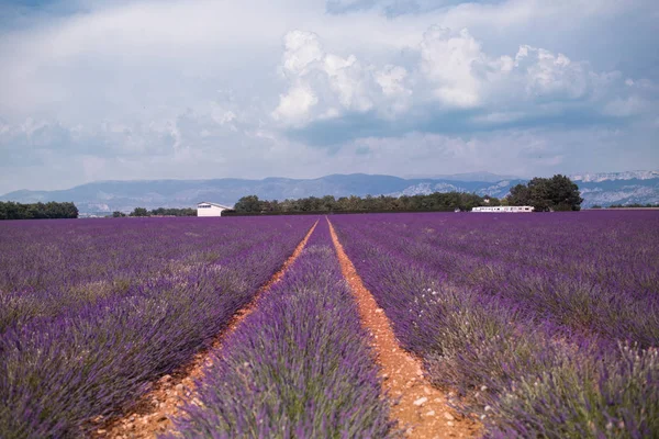 Valensole yakınlarındaki yaz manzara çiçek mor lavanta alanları. Provence,Fransa 2019 — Stok fotoğraf