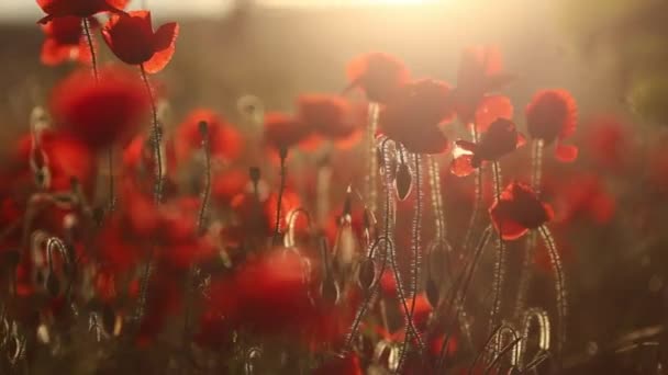 Florecientes campos de amapola en las luces del atardecer . — Vídeos de Stock