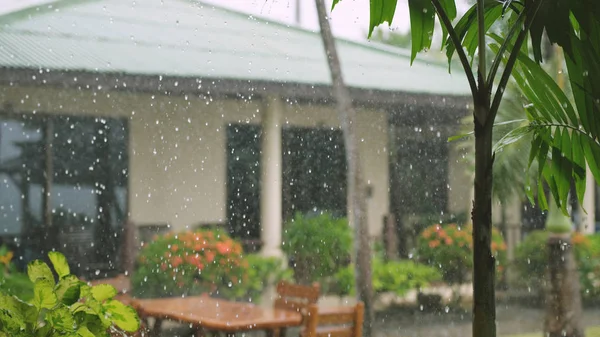 Tropical wind and rain drops falling on the green palm tree leaves in island Koh Samui