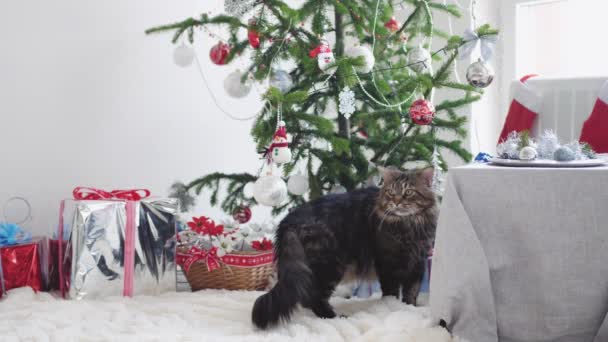 eine große Maine-Coon-Katze zwischen den Schachteln Geschenke und Weihnachtsbaum mit Lichtern im dekorierten Innenstudio. Zeitlupe. 3840x2160