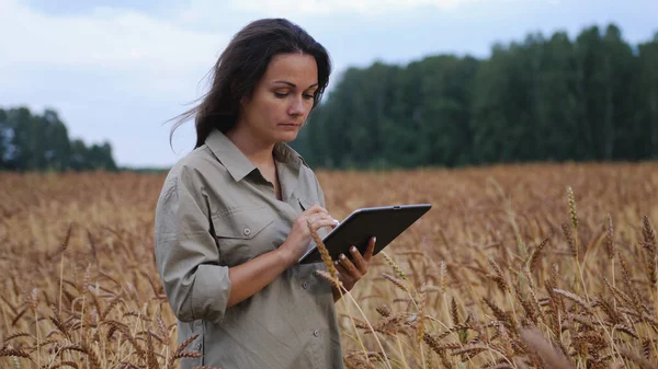 Farmer woman working with tablet on wheat field. agronomist with tablet studying wheat harvest in field. business woman analyzing grain harvest. agricultural business. environmentally