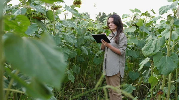 Farmer girl working with tablet in sunflower field inspects blooming sunflowers, business woman analyzing harvest. agricultural business. Farming concept.