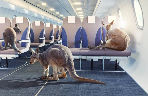 Kangaroos Airplane Cabin Interior Photo Combined Concept — Stock Photo, Image