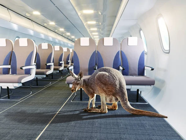 袋鼠在飞机客舱内部 照片组合概念 — 图库照片