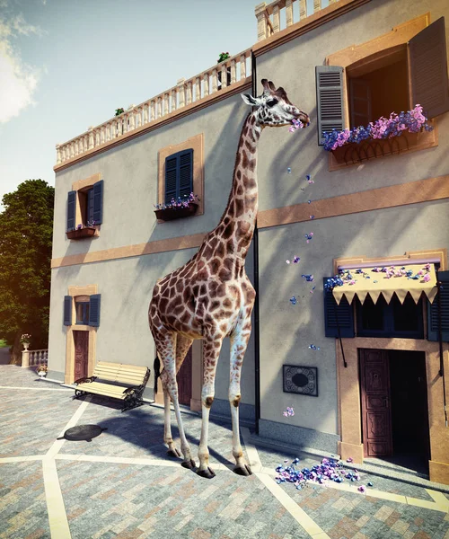 Girafe Mange Des Fleurs Par Fenêtre Maison Deuxième Étage Concept — Photo