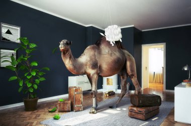 deve odasında. Photocombination kavram fikir