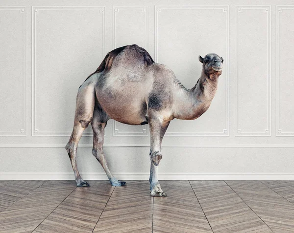 Camello Habitación Concepto Fotocombinación Idea — Foto de Stock