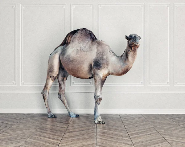 Camel Room Photocombination Concept Idea — Stock Photo, Image