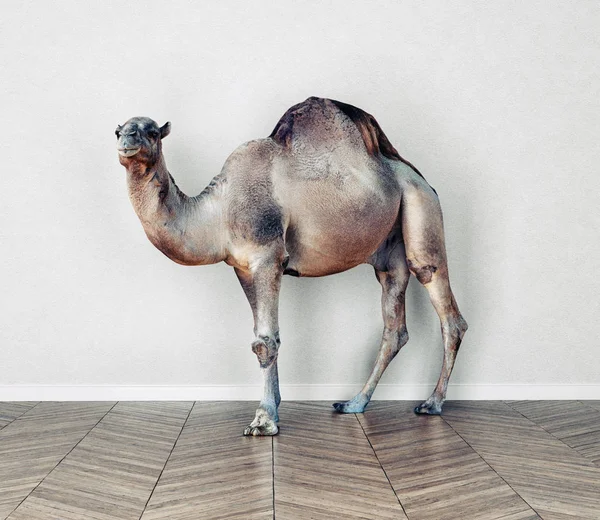 Camel Room Photocombination Concept Idea — Stock Photo, Image