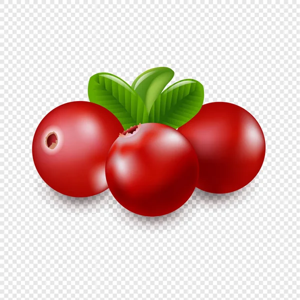 Granberries Met Transparante Achtergrond Met Verloopnet Vector Illustratie — Stockvector