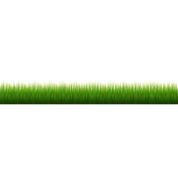 Grass Border Fond Blanc Illustration Vectorielle — Image vectorielle