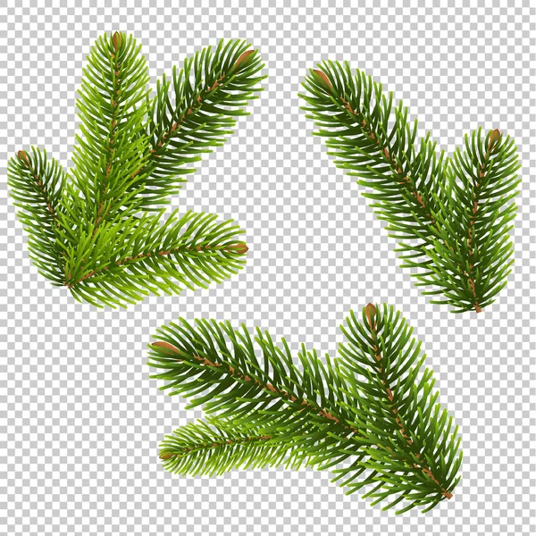 Fir Tree Geïsoleerde Geïsoleerde Transparante Achtergrond Vector Illustratie — Stockvector