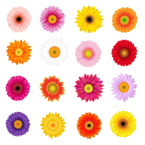 Grandes Gerbères Colorées Avec Maille Dégradée Illustration Vectorielle — Image vectorielle