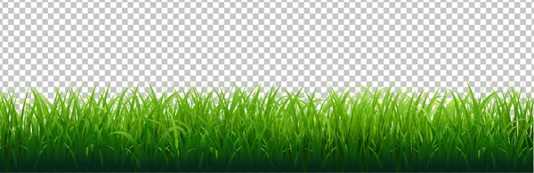 Grüner Grasrand Transparenter Hintergrund Vektorillustration — Stockvektor