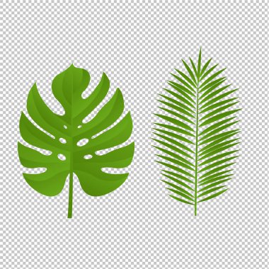 Monstera Palm Şubesi Beyaz Arkaplanı İzole Etti, Vektör Resimleri