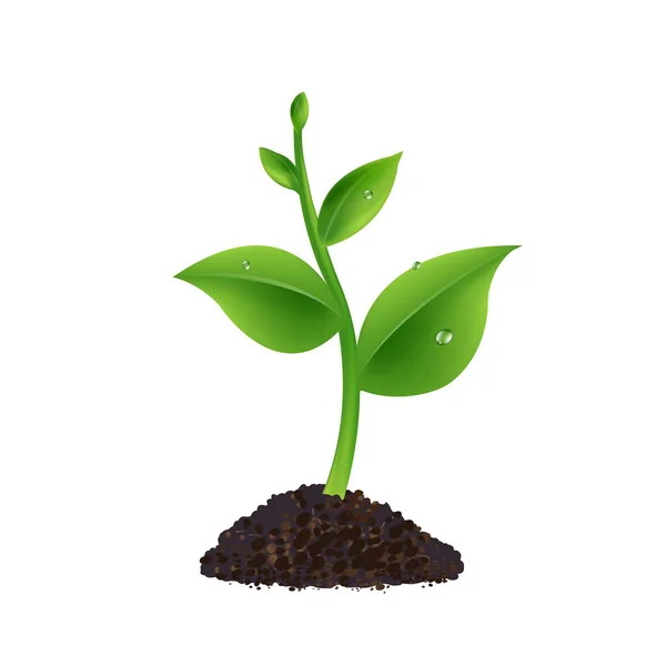 グラデーションメッシュ付き白い背景を持つ緑の芽 ベクトルイラスト — ストックベクタ