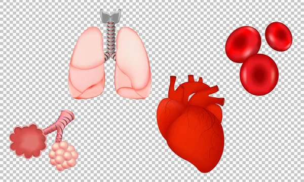 Human Organs Isolated Transparent Background Gradient Mesh Vector Illustration — Stock Vector