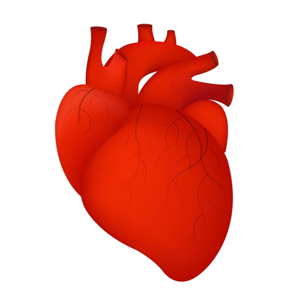 Ludzkie Czerwone Serce Izolowane Białe Tło Ilustracja — Wektor stockowy
