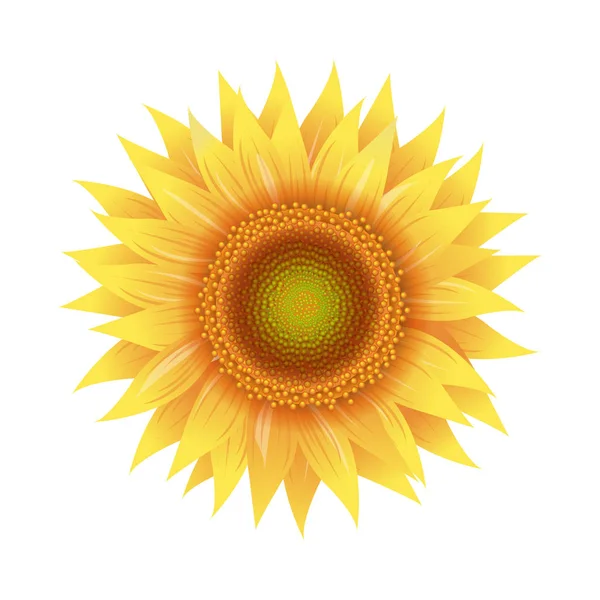 Girasol Amarillo Con Fondo Transparente — Vector de stock