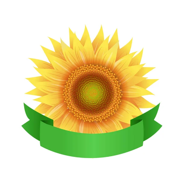 Girasoli Con Nastro Verde Sfondo Trasparente — Vettoriale Stock