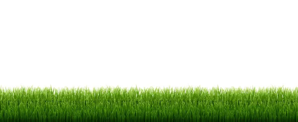 Green Grass Isolated White Background — Stock Vector