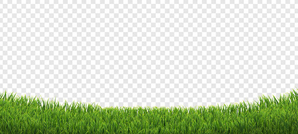 Green Grass Border Isolated Transparent Background