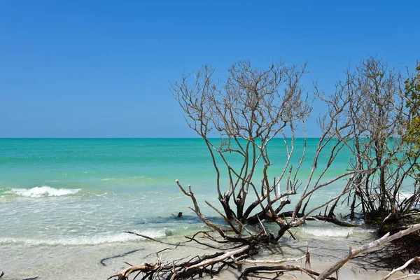 Hermosa madera a la deriva resistida — Foto de Stock