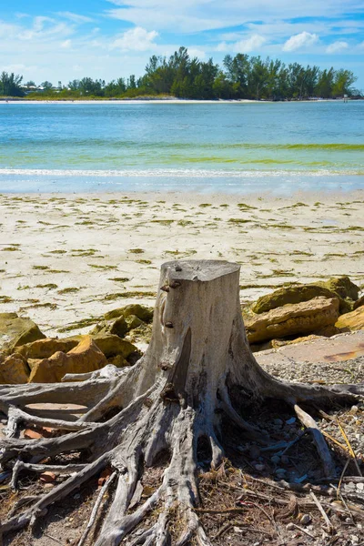 Tree Stump on Beach — Stock Photo, Image