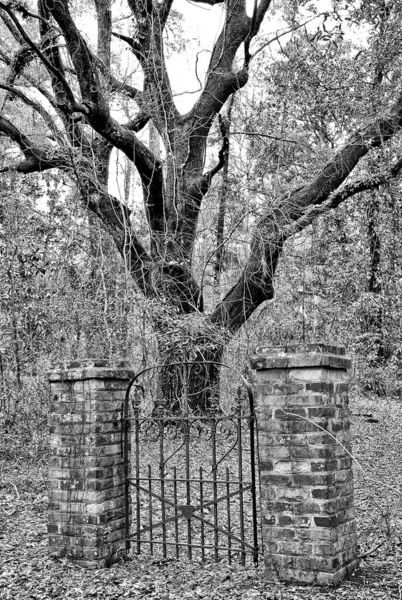 Una Misteriosa Puerta Hierro Medio Del Bosque Que Conduce Ninguna — Foto de Stock