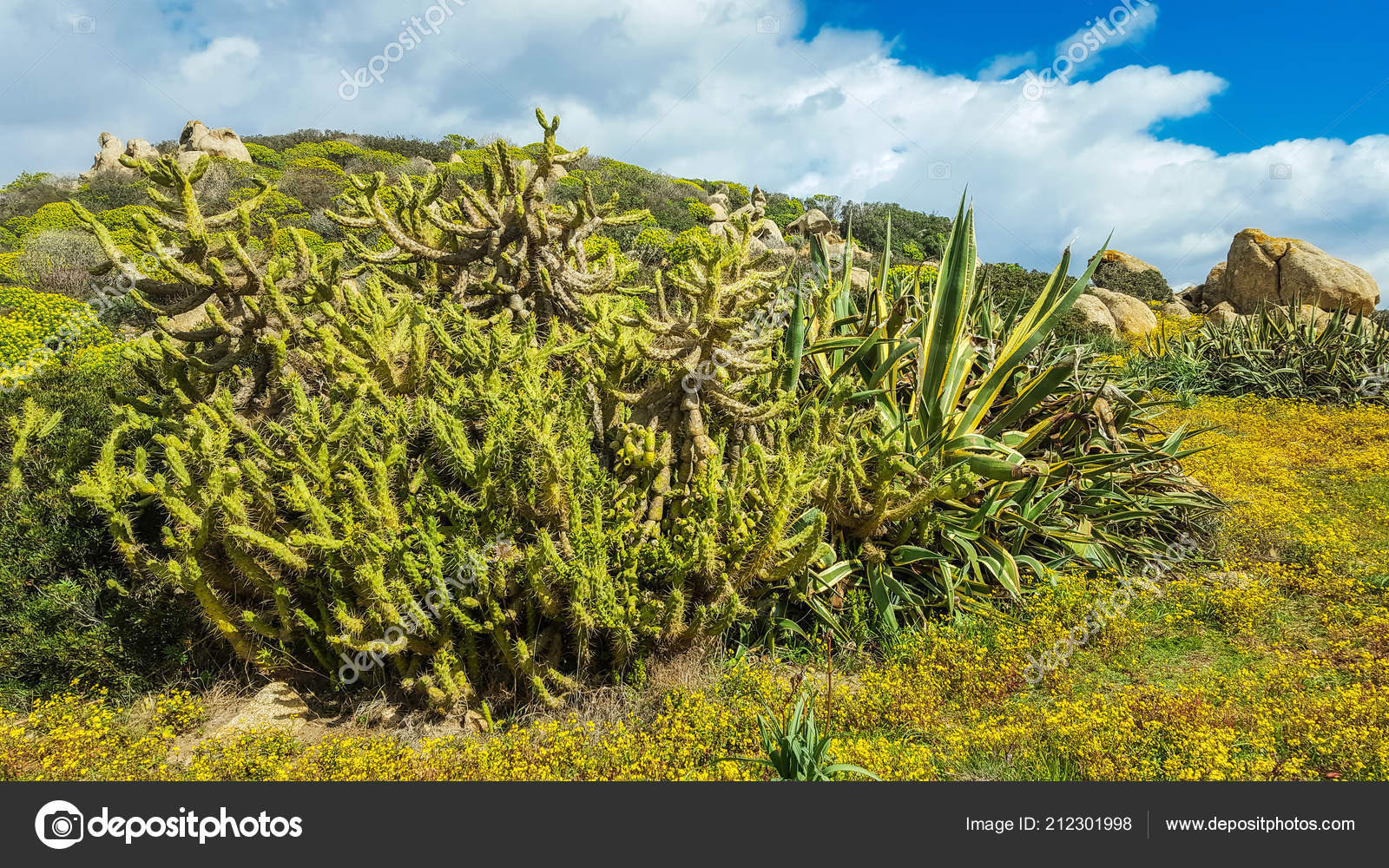 Flore Méditerranéenne Printemps Sardaigne Photographie - 