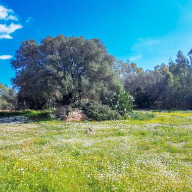 Bahar Akdeniz Sardunya peyzaj içinde