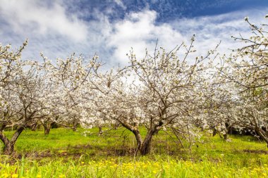 İm Burcei meyve bahçeleri bahar