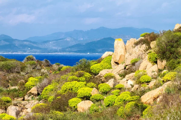 Mediterrane Vegetaion Door Springtiem Sardinië — Stockfoto