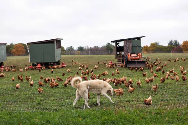 それらを守っている犬と鶏の農場で — ストック写真