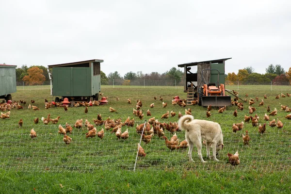Chicken on a farm with a dog looking after them