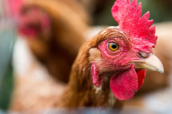 Organik Bir Çiftlikte Tavuk — Stok fotoğraf